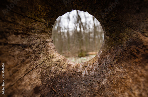 A close up view from inside the old rotten fallen tree with hollow. Almost perfect round hole. Unusual inside view of tree trunk. It is a summer sunny day. Blurred trees are visible in the background.