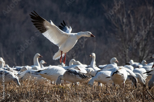 A snow goose comes in for a landing  among a flock of its peers feeding in a field