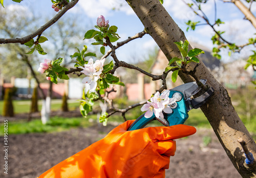 Process of pruning shrubs of fruit tree with sharp pruners.