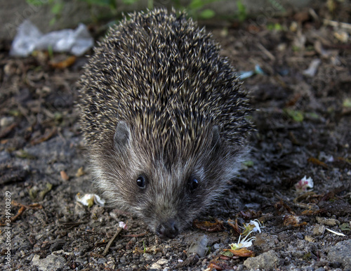 Portrait of a hedgehog on the ground