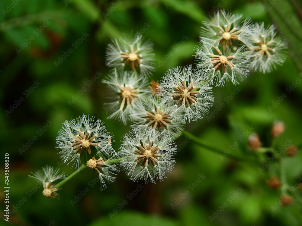 closeup flower of red tasselflower (Emilia sonchifolia)