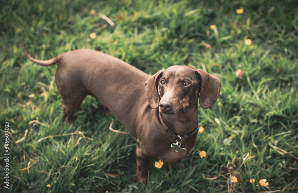 Chocolate brown sausage dog dachshund playing outside Chocolate brown sausage dog dachshund playing outside