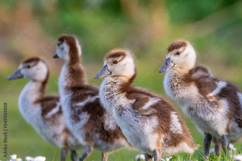 cute chicks of an egyptian goose new born babies birds in a park during spring season cute chicks of an egyptian goose new born babies birds in a park during spring season