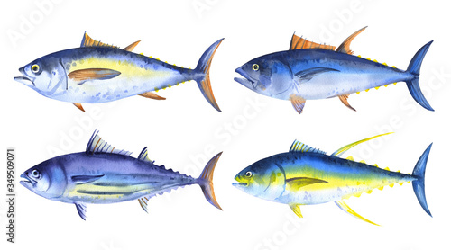 Set of watercolor fish - tuna, striped tuna, yellowfin tuna, bigeye tuna. Hand drawn illustration on white background