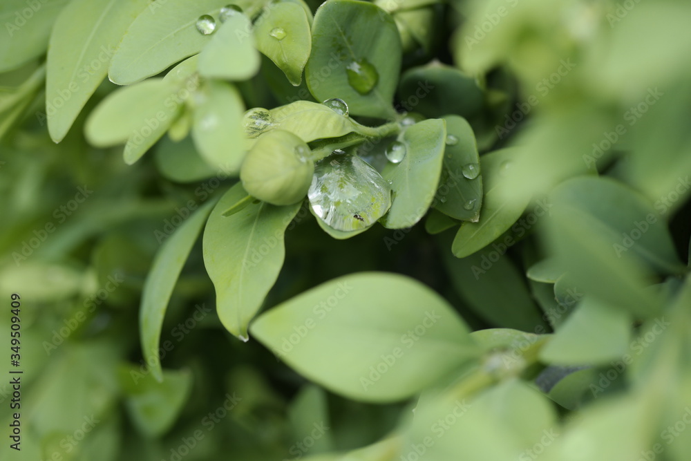 close up of green leaves close up of green leaves