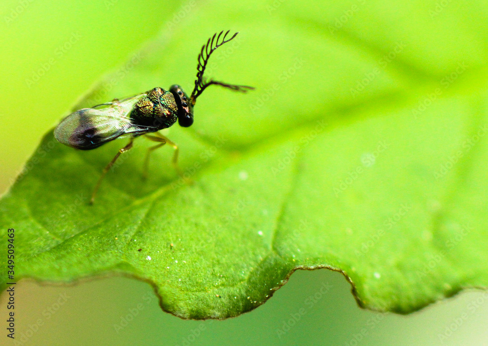Fototapeta premium fly on green leaf