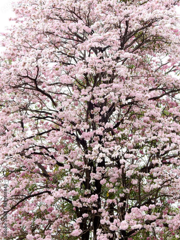 Pink trumpet tree (Tabebuia rosea), The beauty of pink flowers that are blooming at season Pink trumpet tree (Tabebuia rosea), The beauty of pink flowers that are blooming at season