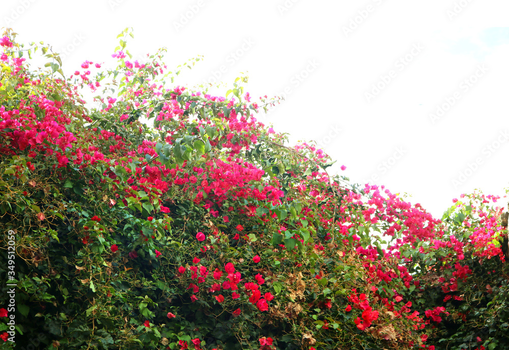 spring flowers and plants with pink and red petals over a white blank background	