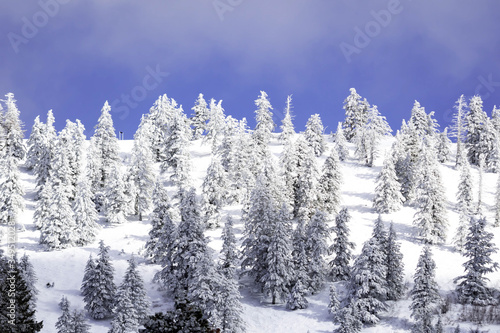 Snow covered pine trees on the background of mountain peaks. Panoramic view of a snowy winter landscape. Magnificent and silent sunny day.