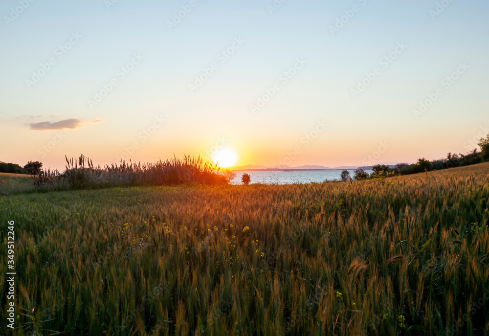 sun over wheat field and sea at sunset