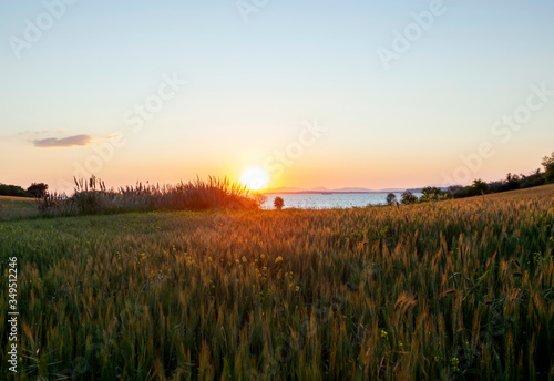 sun over wheat field and sea at sunset