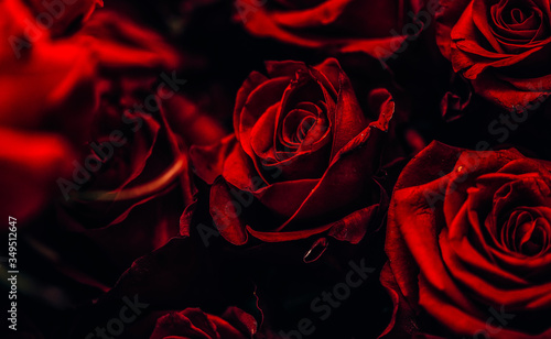 Wallpaper Mural red roses on black background Torontodigital.ca