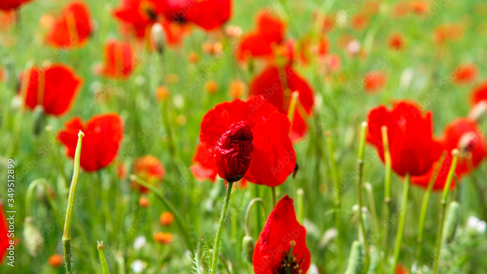 Red poppies. Wild flowers on a background of green grass. Summer natural background.