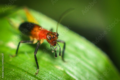 red bug on green leaf © tilancmb