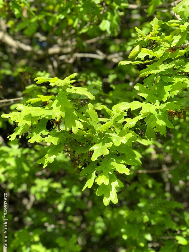 Fresh green oak tree leaves. Natural photo with selective focus Fresh green oak tree leaves. Natural photo with selective focus