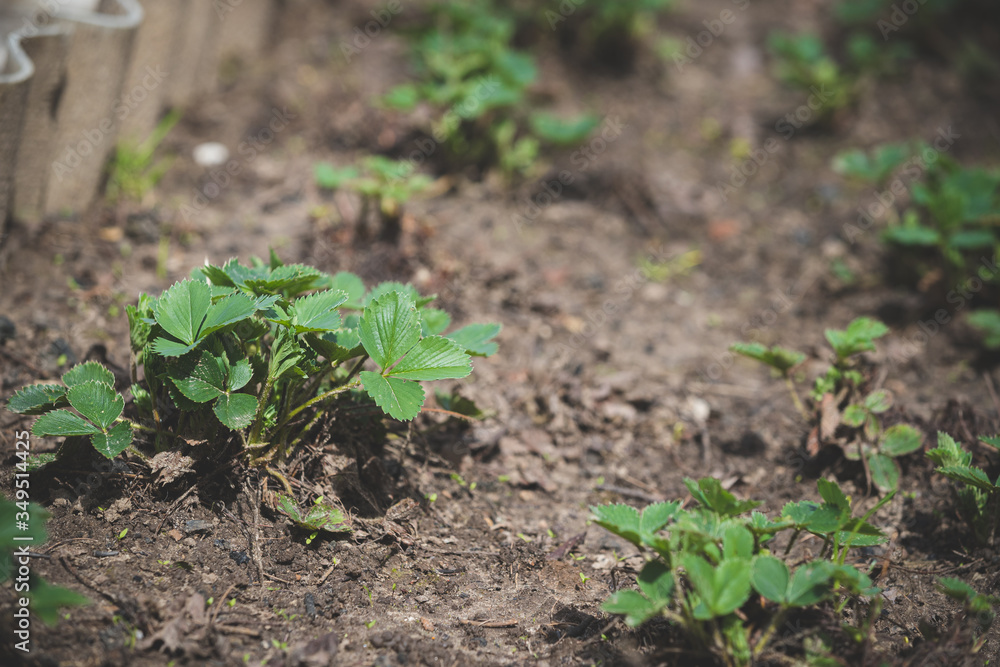 Sprouts of young strawberries on a garden bed on a warm sunny day. Gardening in the village. Growing strawberries with natural organic fertilizers. Sprouts of young strawberries on a garden bed on a warm sunny day. Gardening in the village. Growing strawberries with natural organic fertilizers.