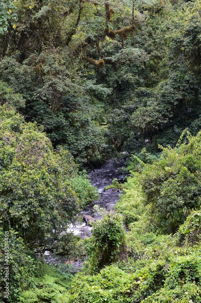 Fresh water river in the Aberdare Ranges, Kenya