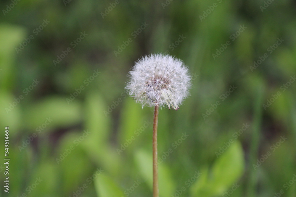 One dandelion flower with fluffy white seeds on a background of green grass. One dandelion flower with fluffy white seeds on a background of green grass.