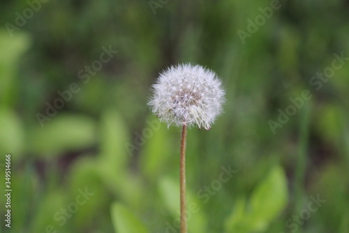 One dandelion flower with fluffy white seeds on a background of green grass.