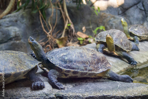 two Chinese stripe-necked turtles stand on the stone. This is one of the two most commonly found species used for divination that have been recovered from Shang dynasty sites.