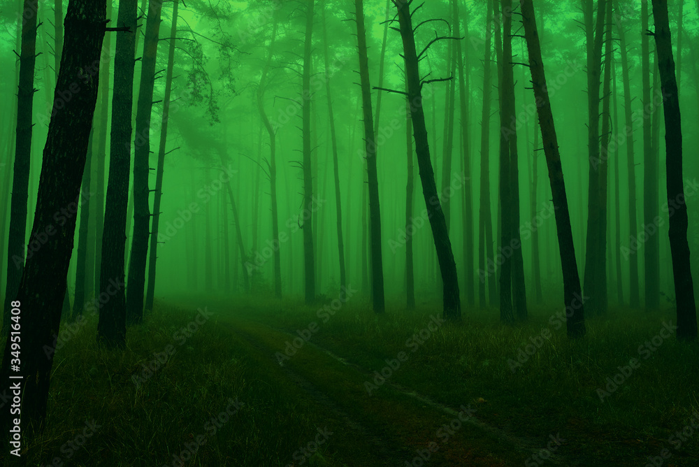 Photo of a green fairytale forest with pine trunks, a footpath and a morning mist.
