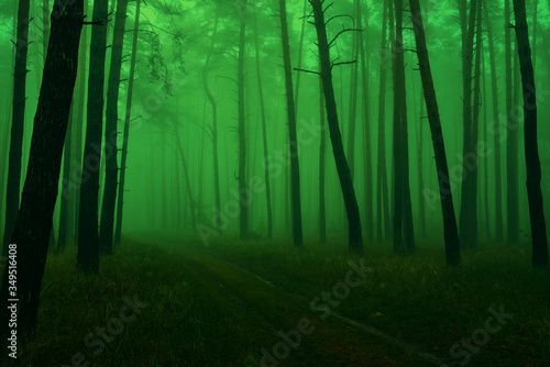 Photo of a green fairytale forest with pine trunks, a footpath and a morning mist.