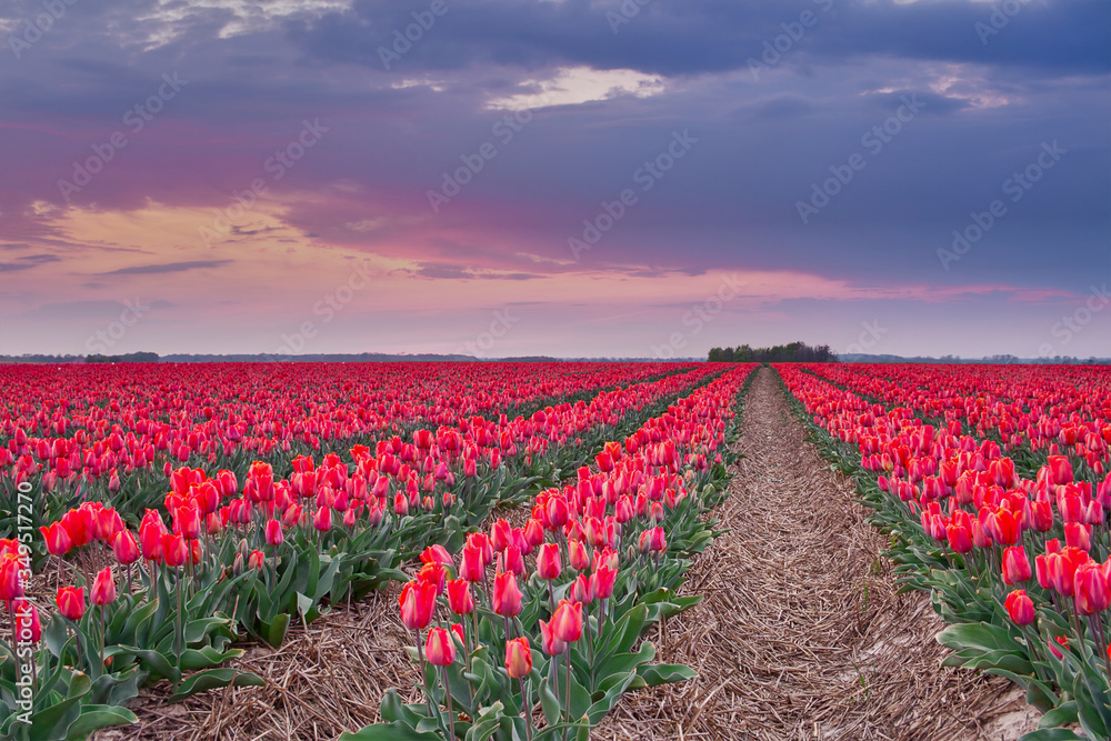 A field of blooming tulips during the blue hour in Grevenbroich in Gemrany.
