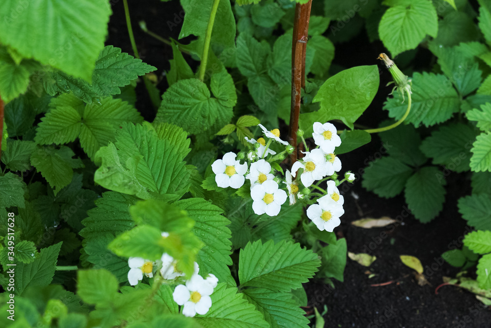 Blossoming strawberry bush with white flowers on a green patch in a garden Blossoming strawberry bush with white flowers on a green patch in a garden