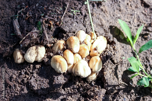 Little mushrooms.