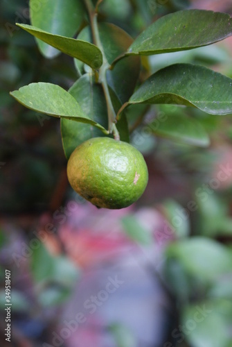 Wallpaper Mural Lime tree in the farm Torontodigital.ca