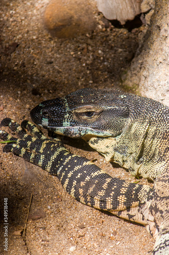 The lace monitor (Varanus varius) is a member of the monitor lizard family native to eastern Australia.
It is considered to be a least-concern species.