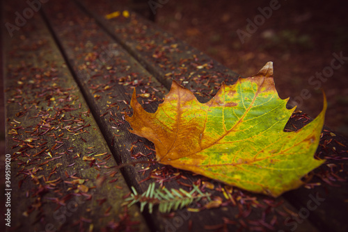 Foglia nel bosco d'autunno