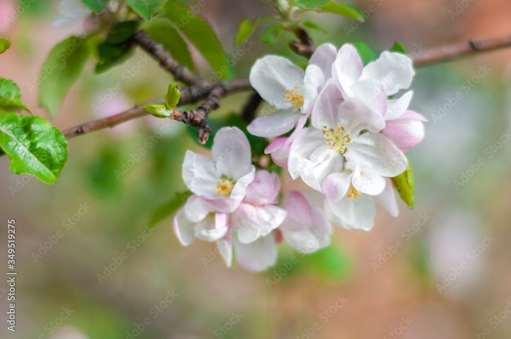 apple blossom apple blossom
