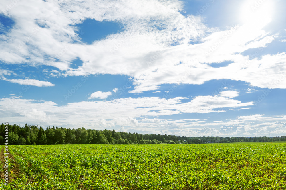 Agricultural field entirely sown with corn. Young corn seedlings in a field on a sunny summer day. Agricultural field entirely sown with corn. Young corn seedlings in a field on a sunny summer day.