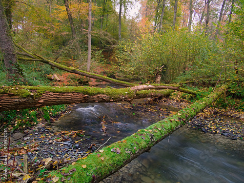 Fallen trees in the forest by the flowing river. photo