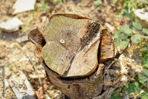 the chopped tree