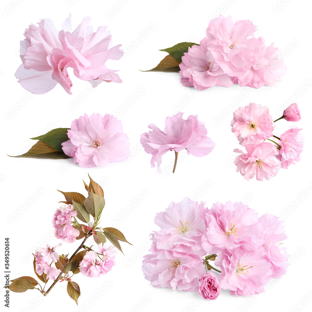 Set of beautiful sakura blossoms on white background. Spring season Set of beautiful sakura blossoms on white background. Spring season