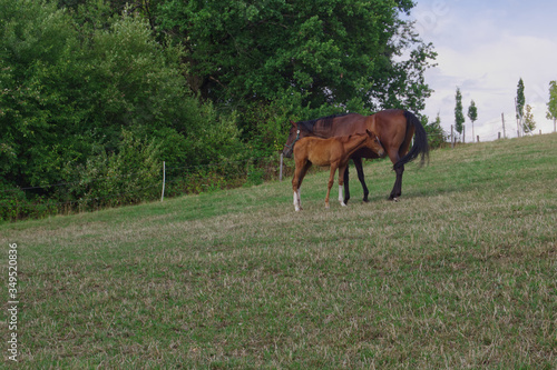 Two horses grazing in the meadow.