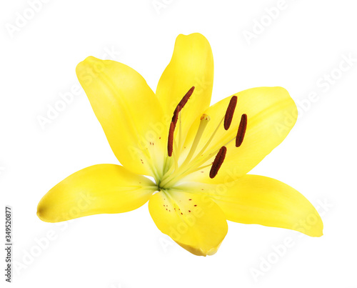 Beautiful blooming yellow lily flower isolated on white