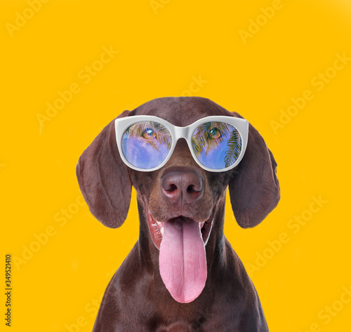 German Shorthaired Pointer dog with sunglasses on yellow background © New Africa