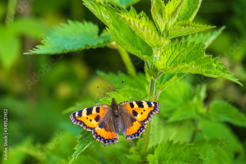 Canvas Print Stinging nettle with a Small tortoiseshell butterfly