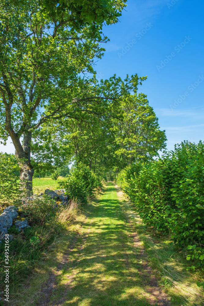 Grass road with lush trees in the summer Grass road with lush trees in the summer