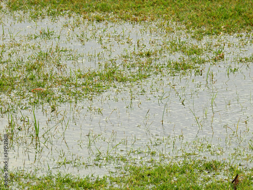 Flood on the lawn after rain photo