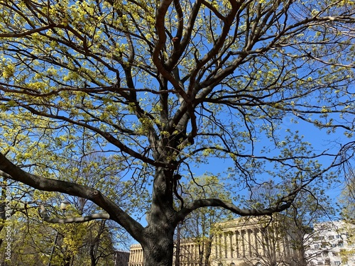 Blooming tree in the park, tree branches shadow