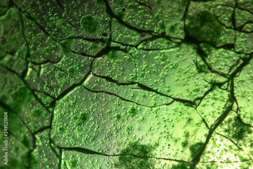 Green leaf close-up cavities