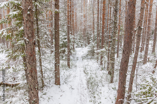 Forest path leading in a group of snowy forests.