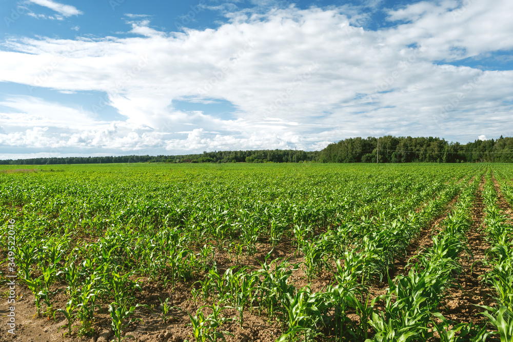 Agricultural field entirely sown with corn. Young corn seedlings in a field on a sunny summer day. Agricultural field entirely sown with corn. Young corn seedlings in a field on a sunny summer day.