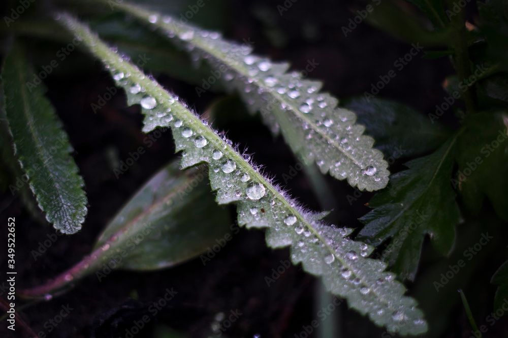 Naklejka premium green leaves with water drops on dark background