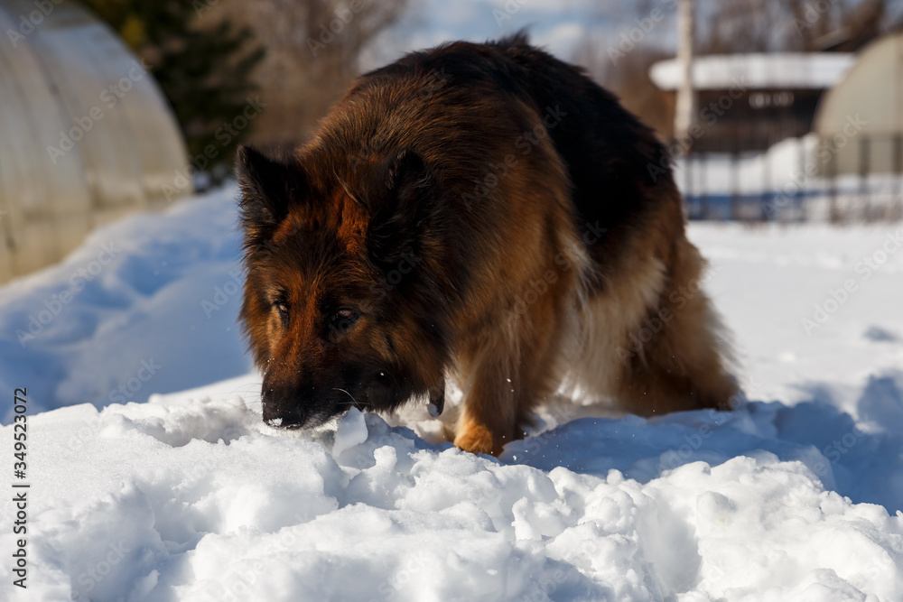 Naklejka premium German shepherd dog walks through the snowdrifts and sniffs the snow.
