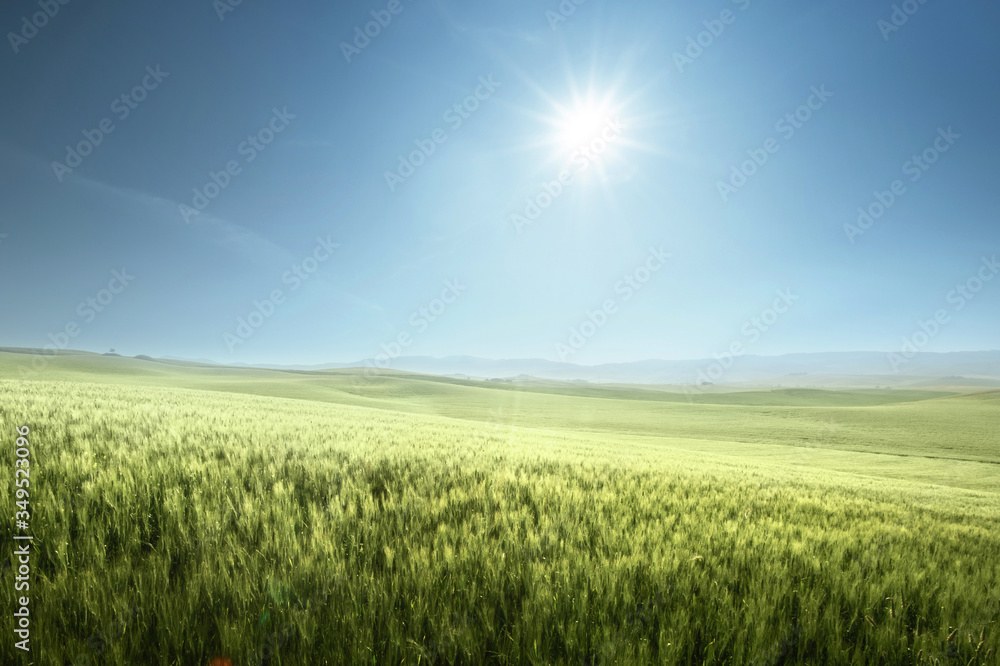 Green field of wheat in Tuscany, Italy Green field of wheat in Tuscany, Italy